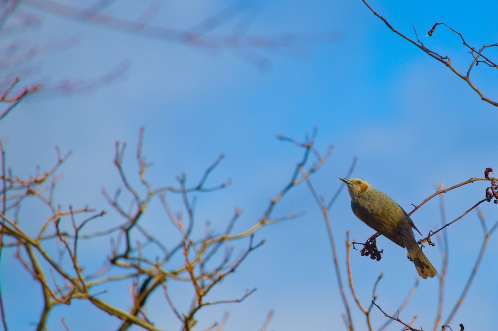 a bird perched on top of a tree branch