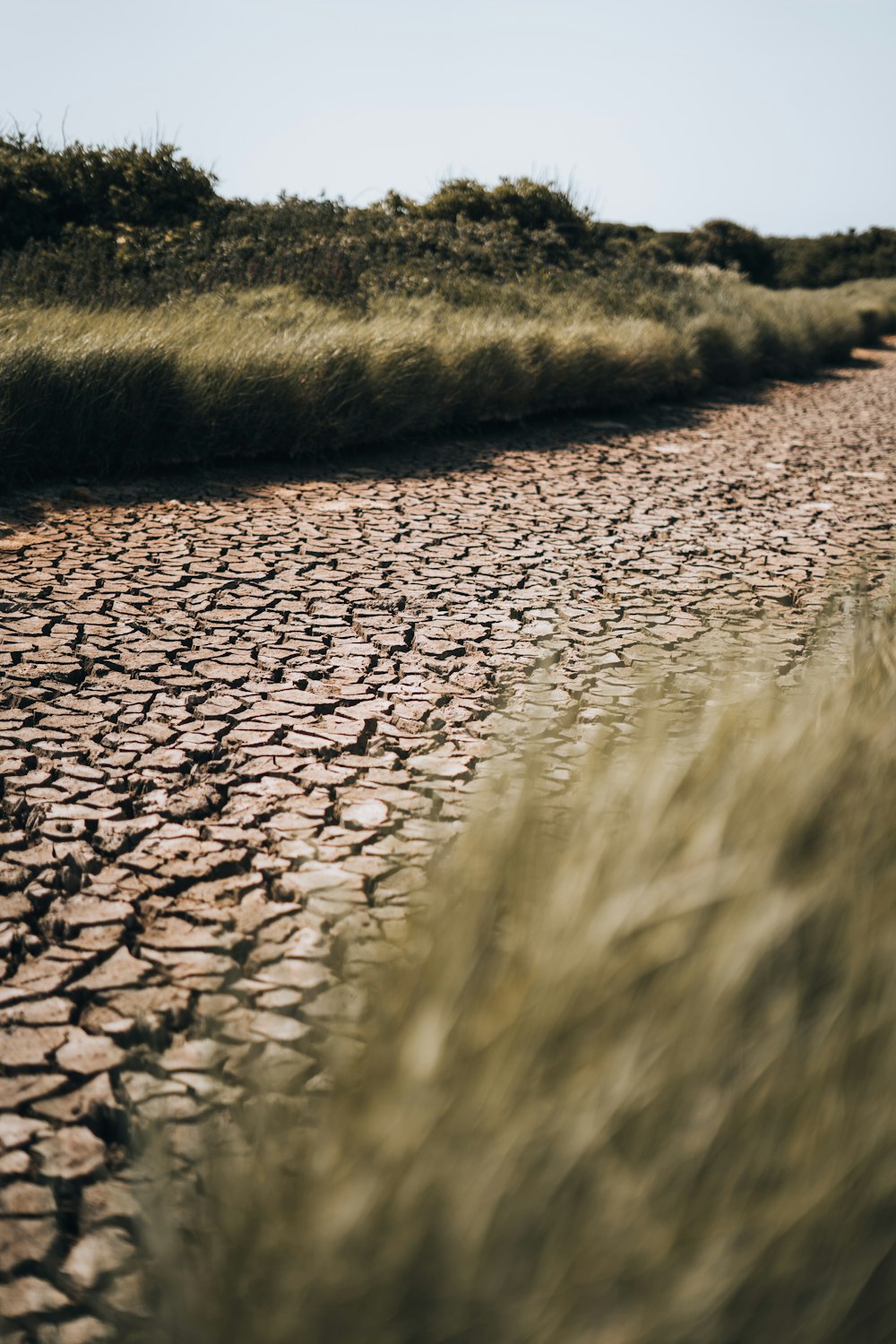 a dirt road with grass growing on the side of it