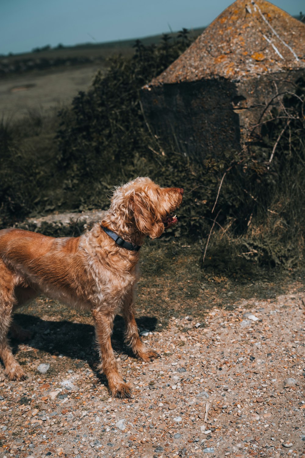 a brown dog standing on top of a dirt field