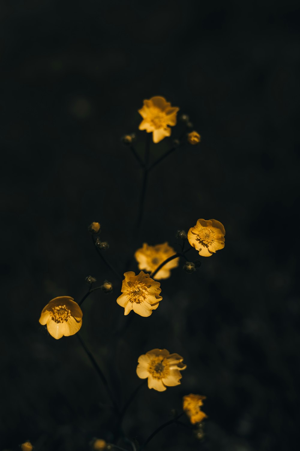 a close up of a plant with yellow flowers