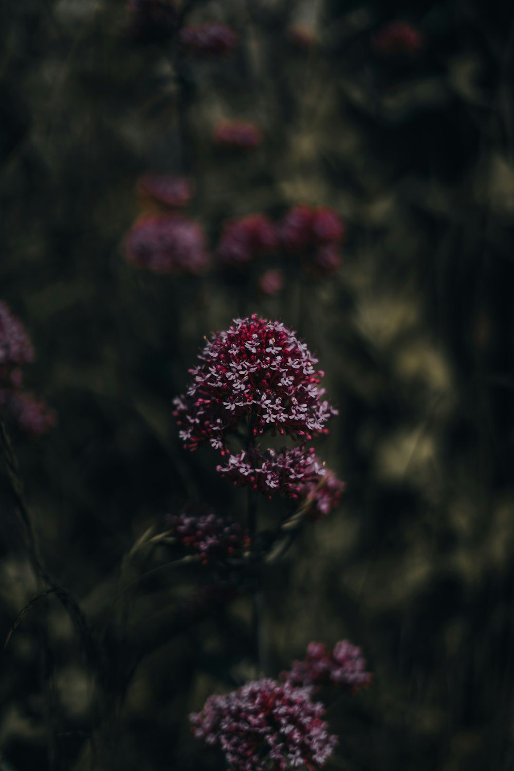 a bunch of flowers that are in the grass