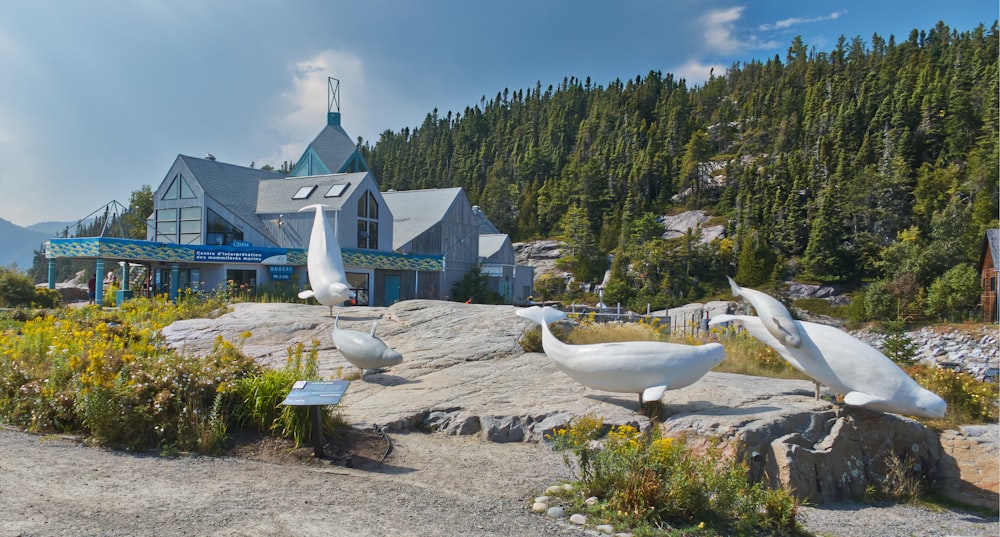 a couple of white birds sitting on top of a rock