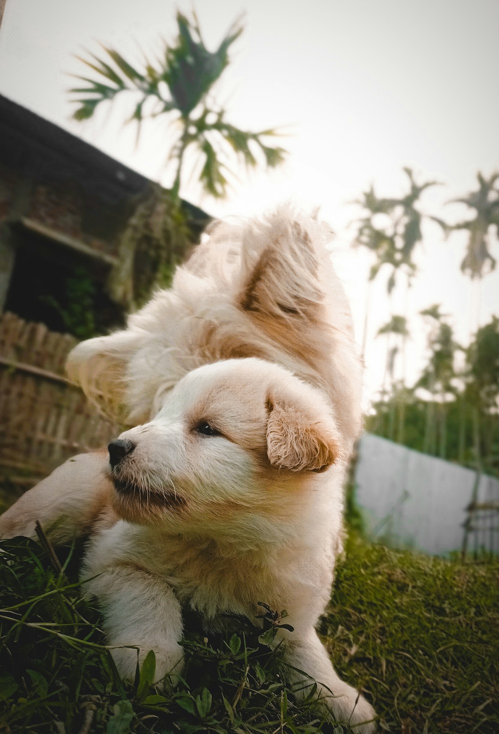a small white dog laying on top of a lush green field