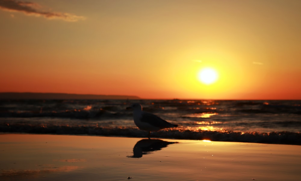 a seagull standing on the beach at sunset