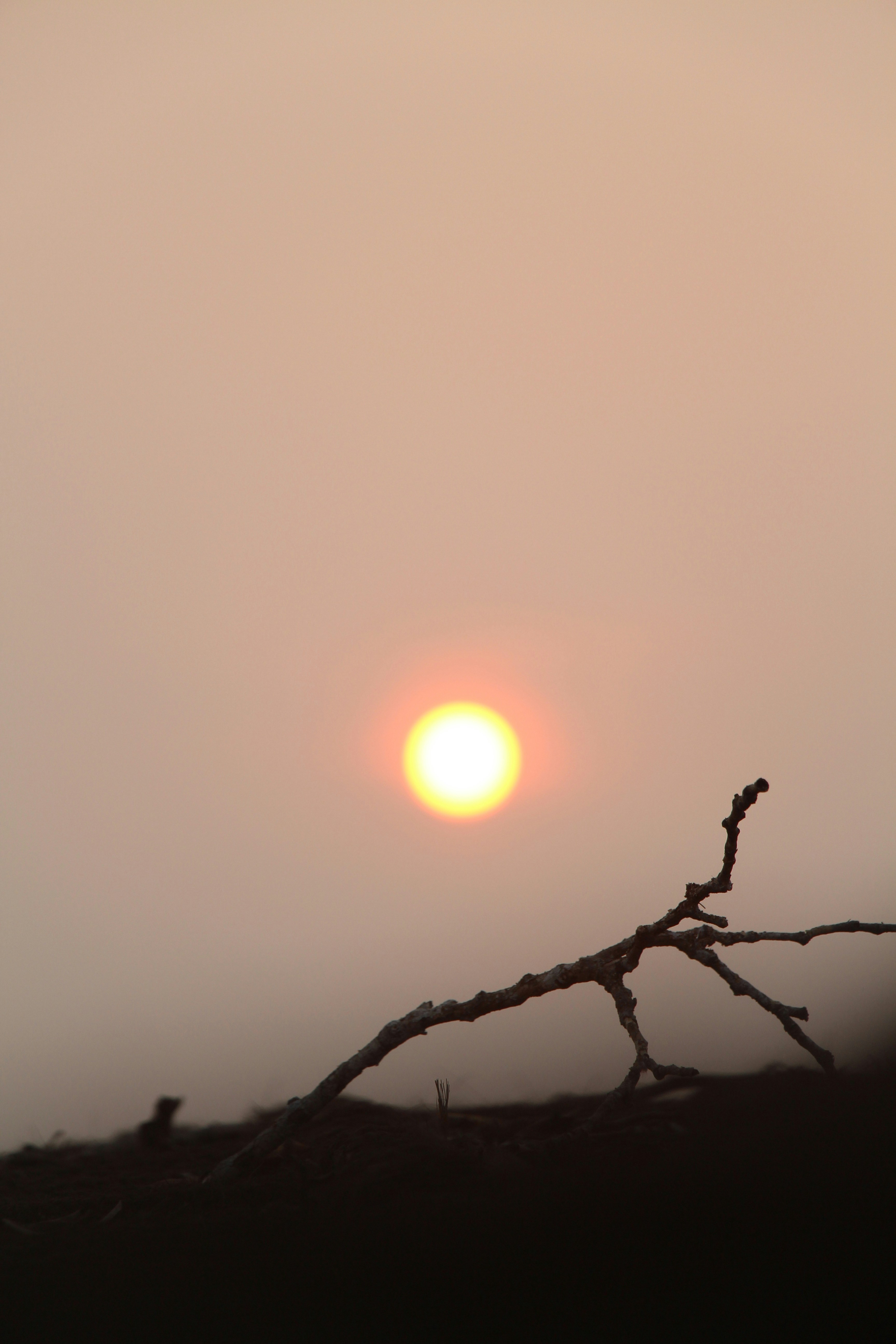 a bird sitting on a branch in front of the sun