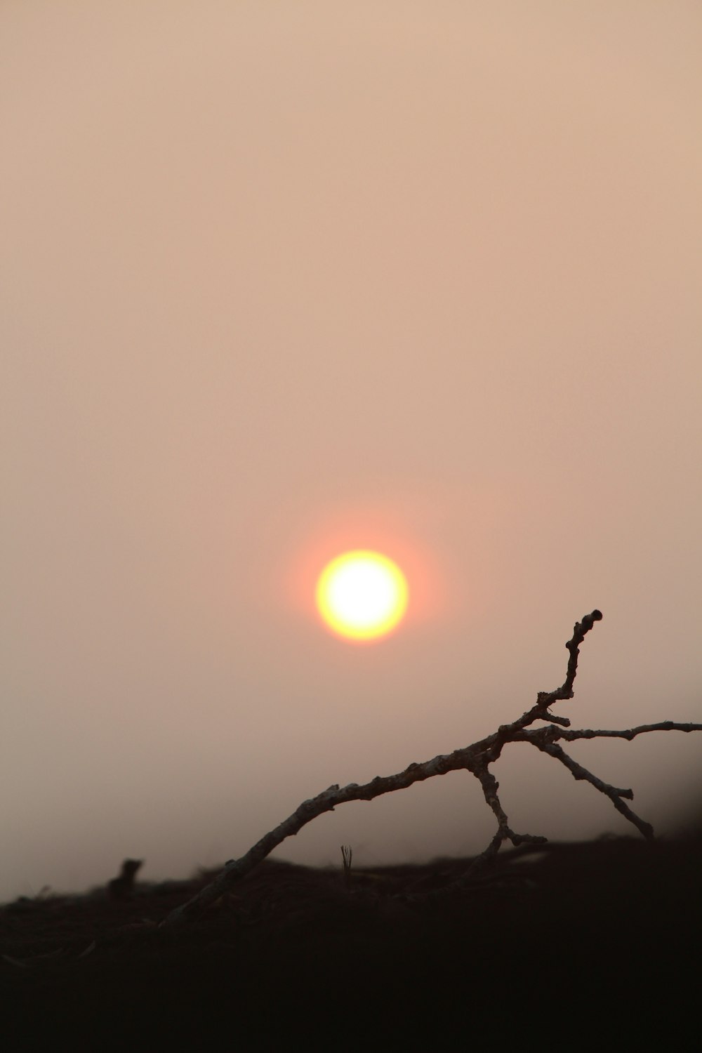 a bird sitting on a branch in front of the sun