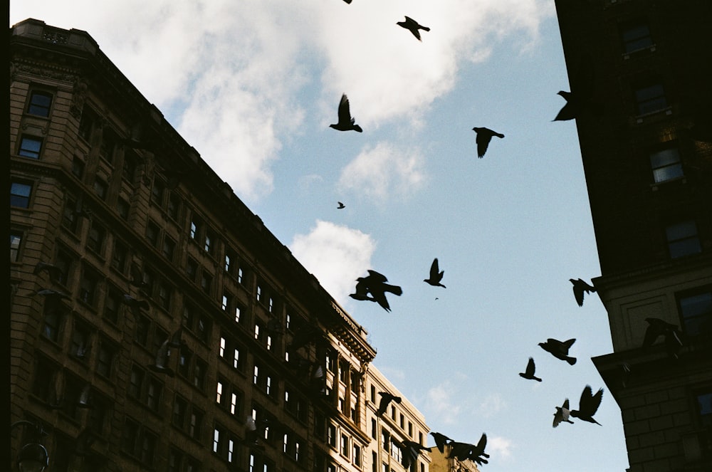 a flock of birds flying over a tall building