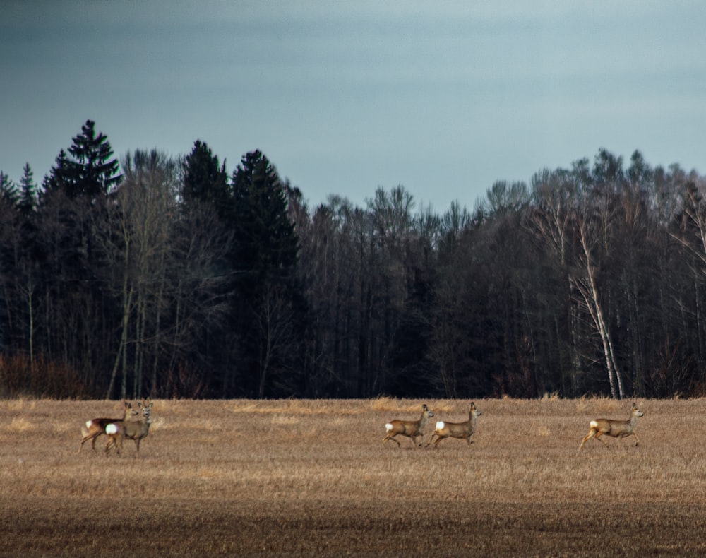 a herd of deer walking across a dry grass field