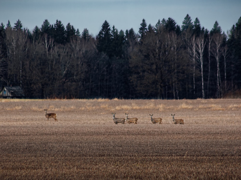 a herd of deer standing on top of a dry grass field