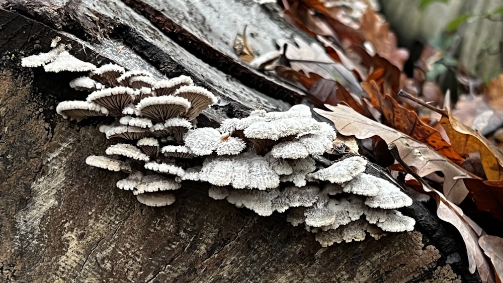 a group of mushrooms growing on a tree stump