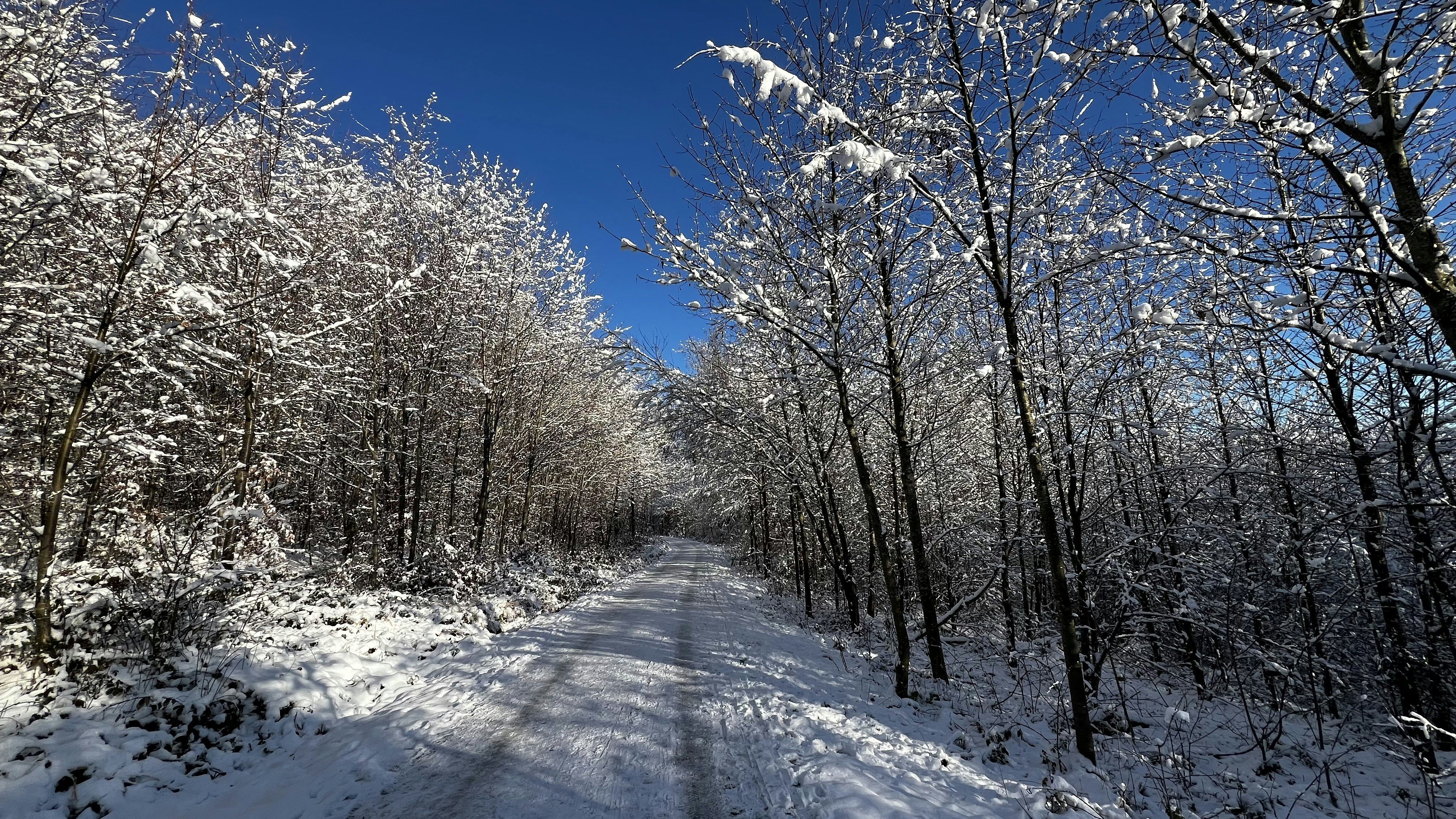a snow covered road surrounded by tall trees