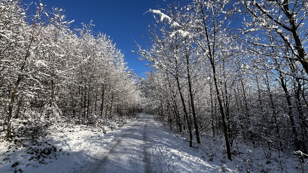 a snow covered road surrounded by tall trees