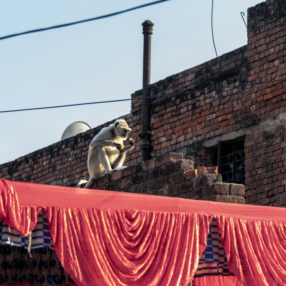 a statue of a monkey on top of a building