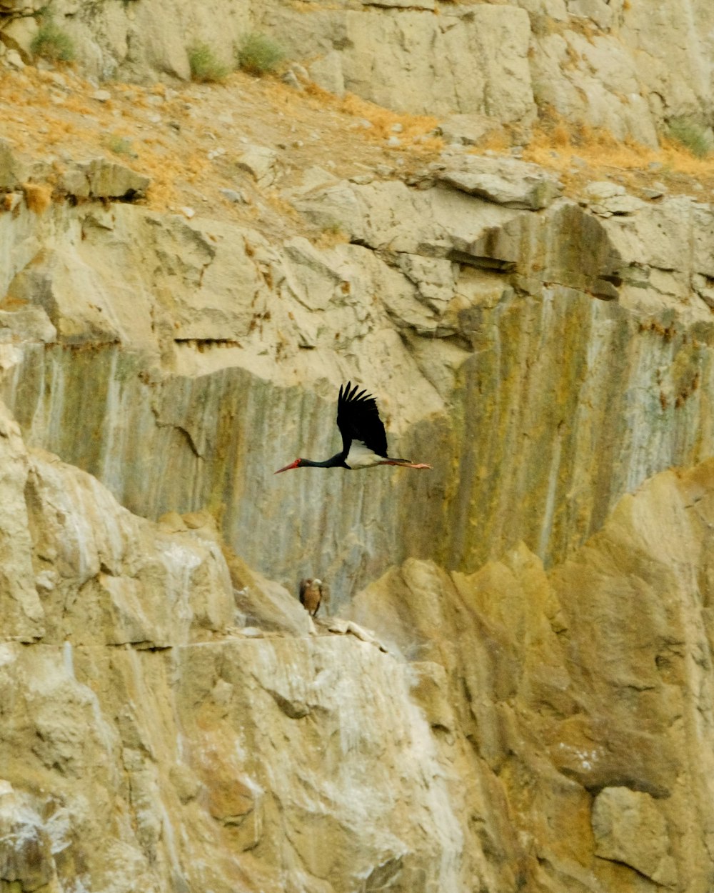 a large bird flying over a rocky cliff