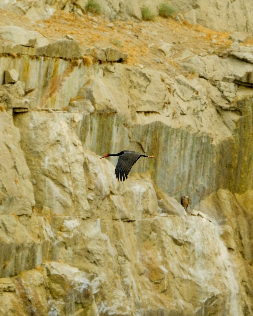 a large bird flying over a rocky cliff