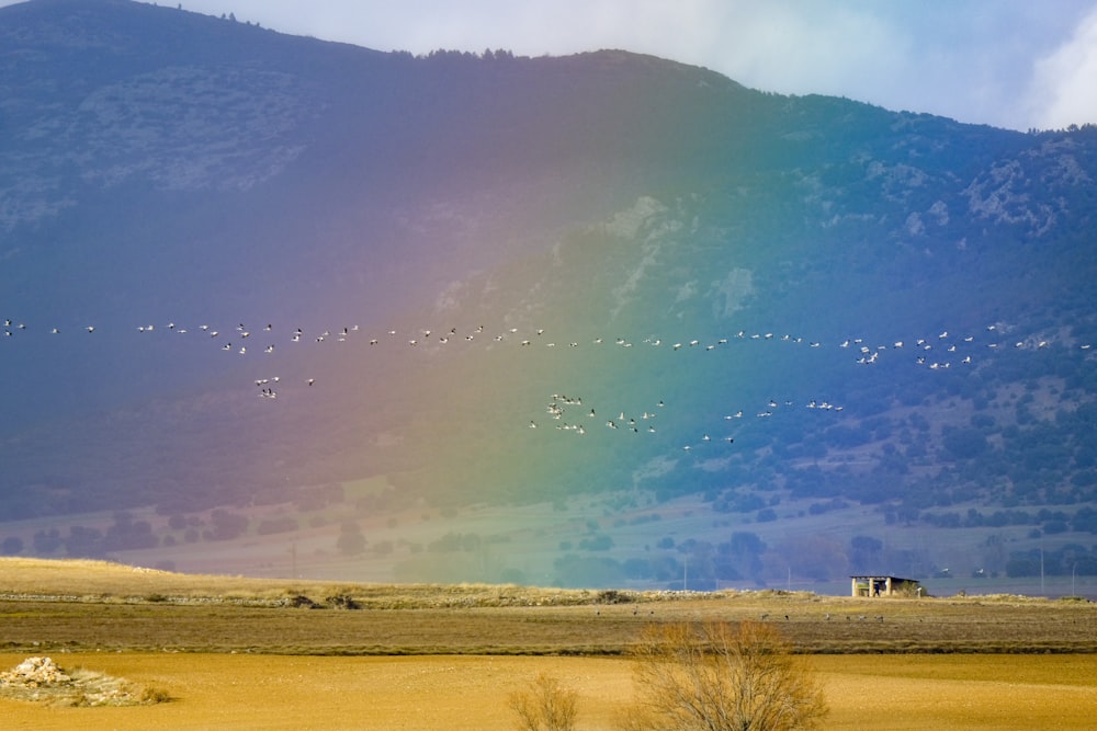 a flock of birds flying over a dry grass field