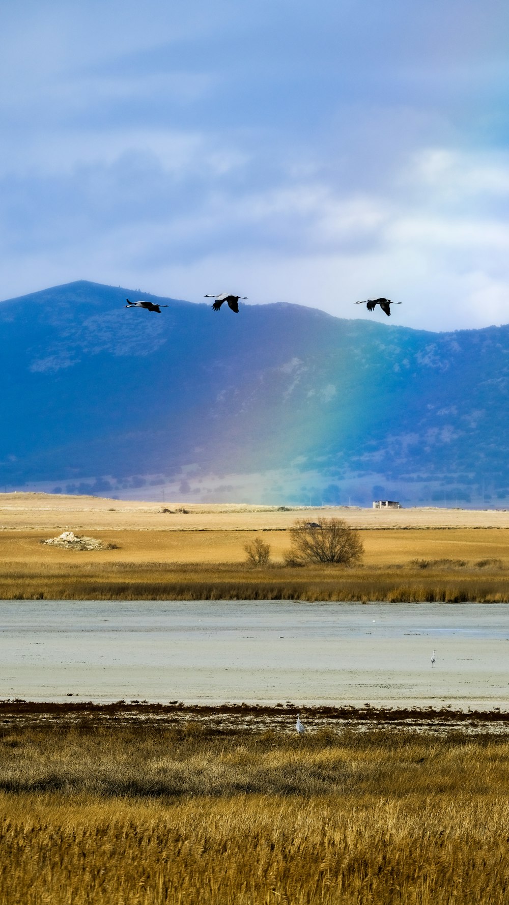a group of birds flying over a dry grass field