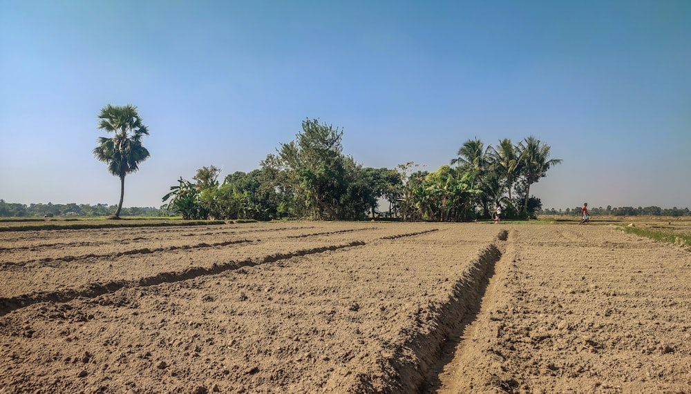a plowed field with palm trees in the background