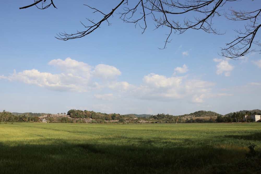 a grassy field with trees in the distance