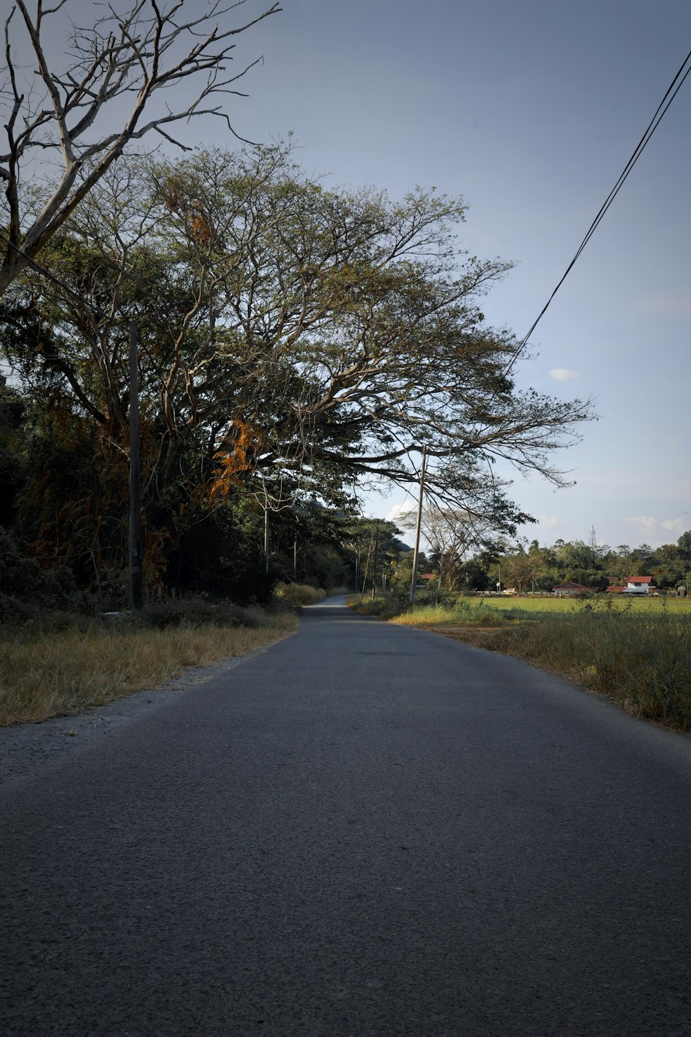 an empty road with trees on both sides