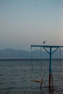 a bird is sitting on a swing in the water