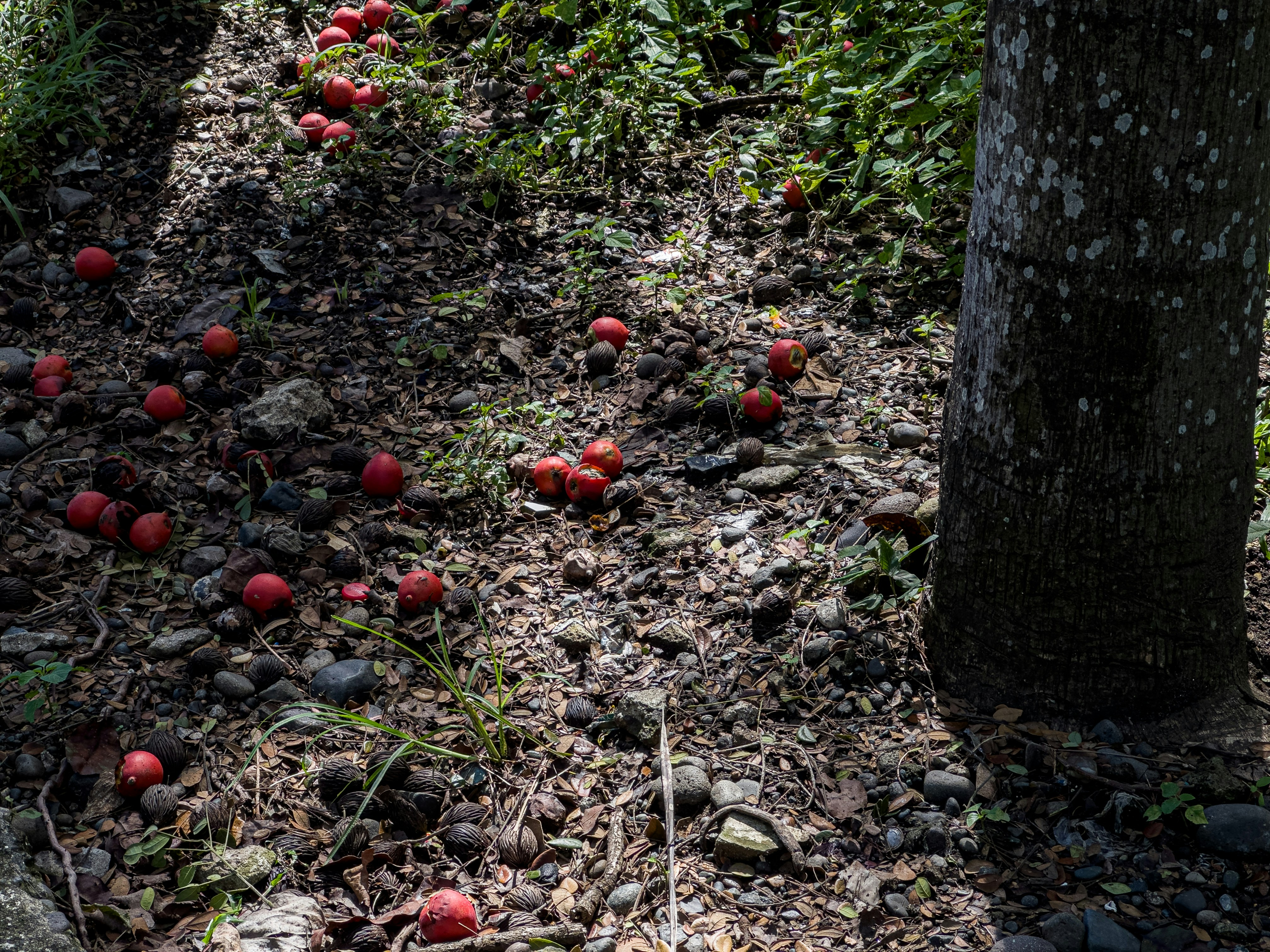 a bunch of apples that are on the ground