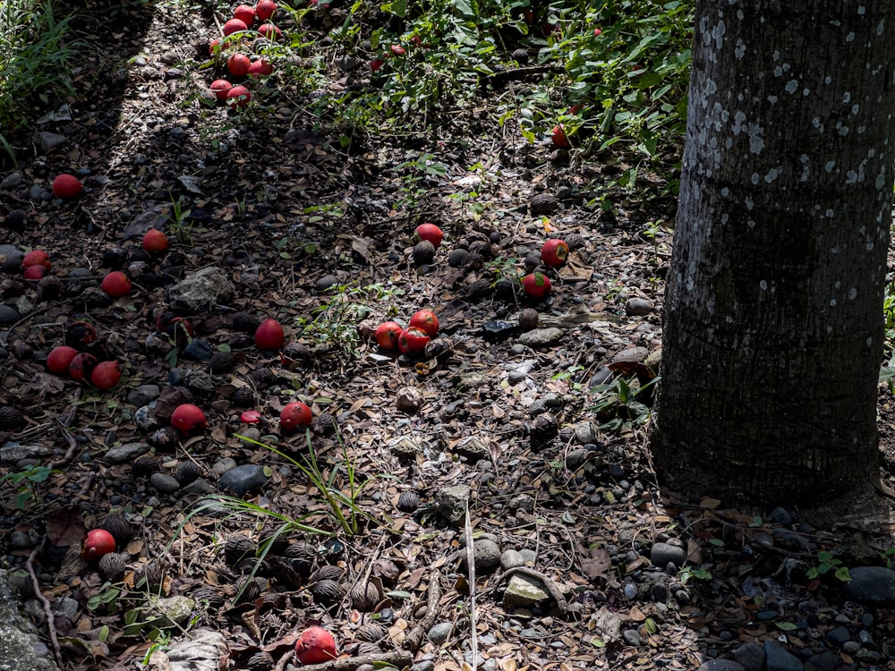a bunch of apples that are on the ground
