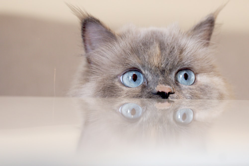 a close up of a cat with blue eyes