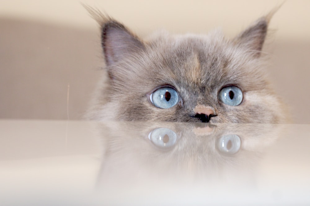 Un primo piano di un gatto con gli occhi azzurri