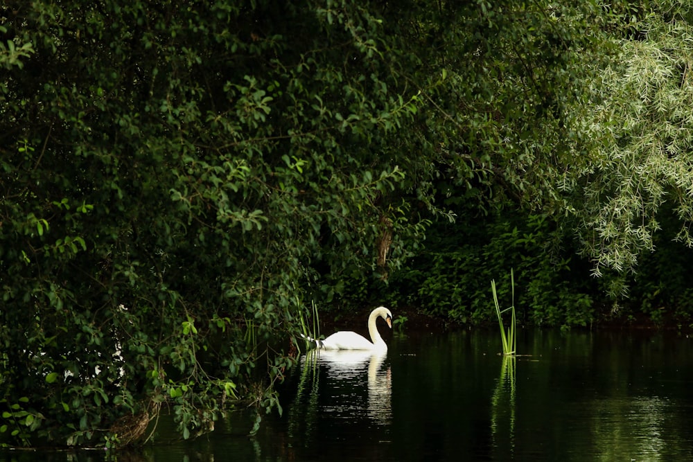 a swan is swimming in a pond surrounded by trees