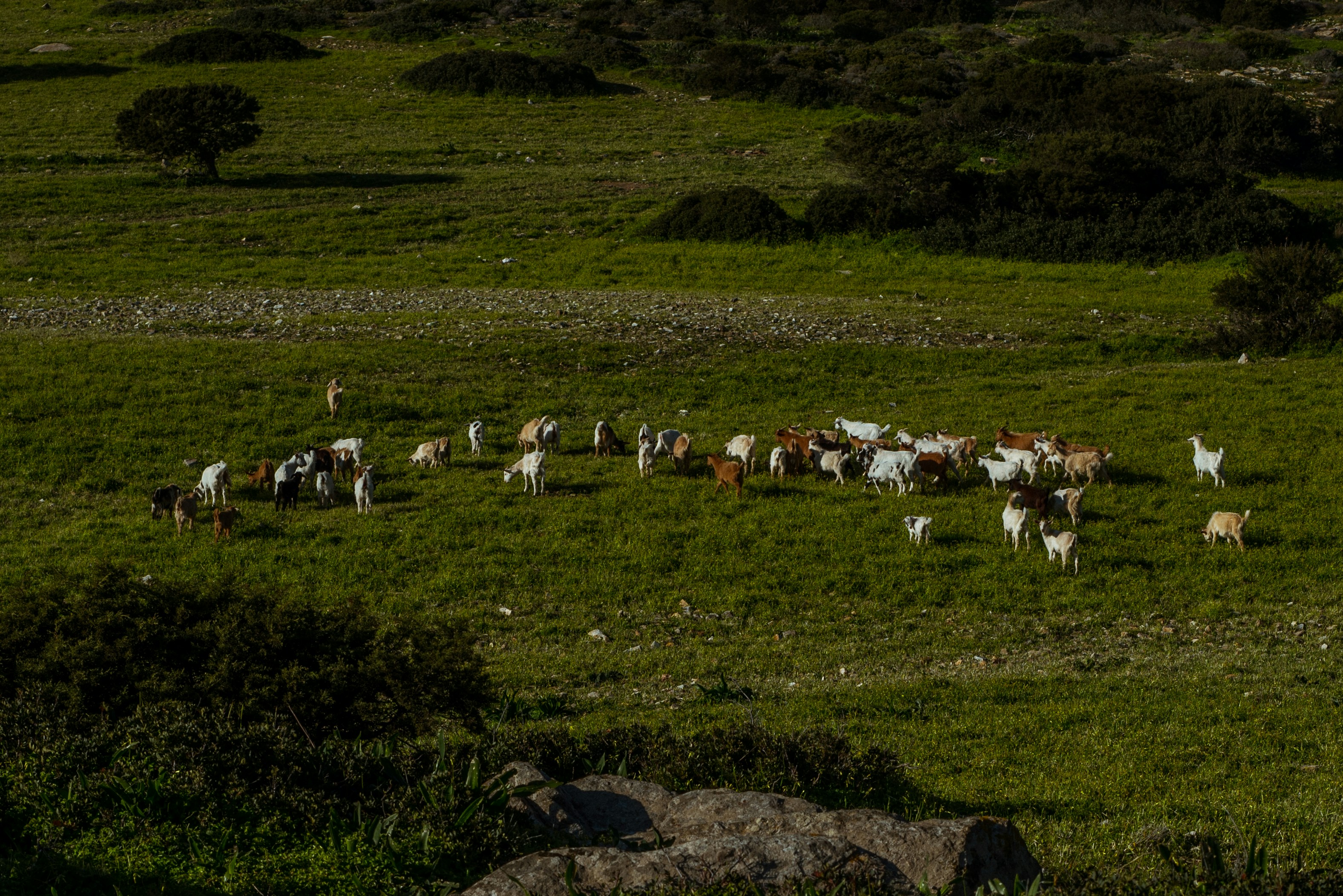 a herd of cattle grazing on a lush green hillside