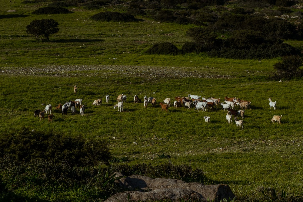 Eine Rinderherde, die auf einem saftig grünen Hügel grast
