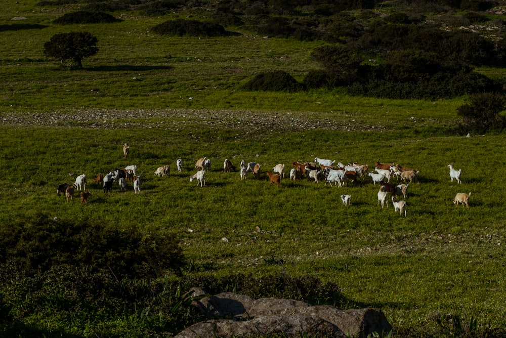 a herd of cattle grazing on a lush green hillside