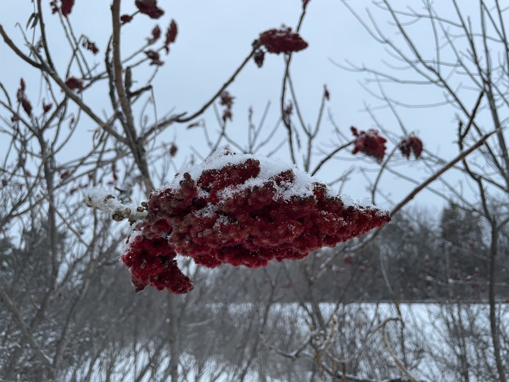 a bunch of red berries hanging from a tree