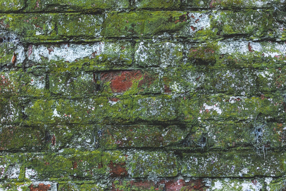 a close up of a brick wall covered in moss