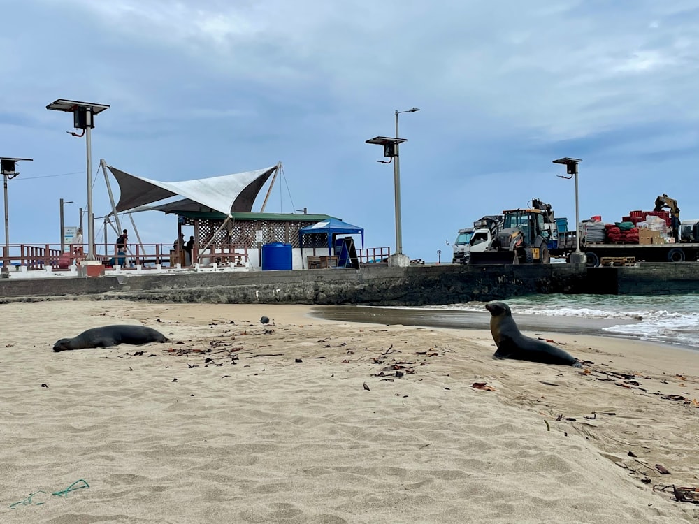 a couple of sea lions laying on top of a sandy beach