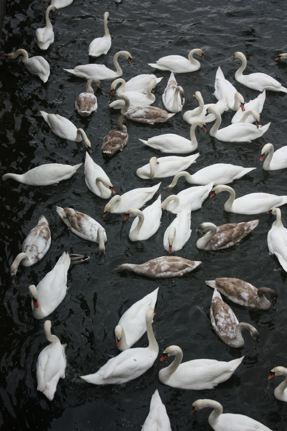 a flock of ducks floating on top of a body of water