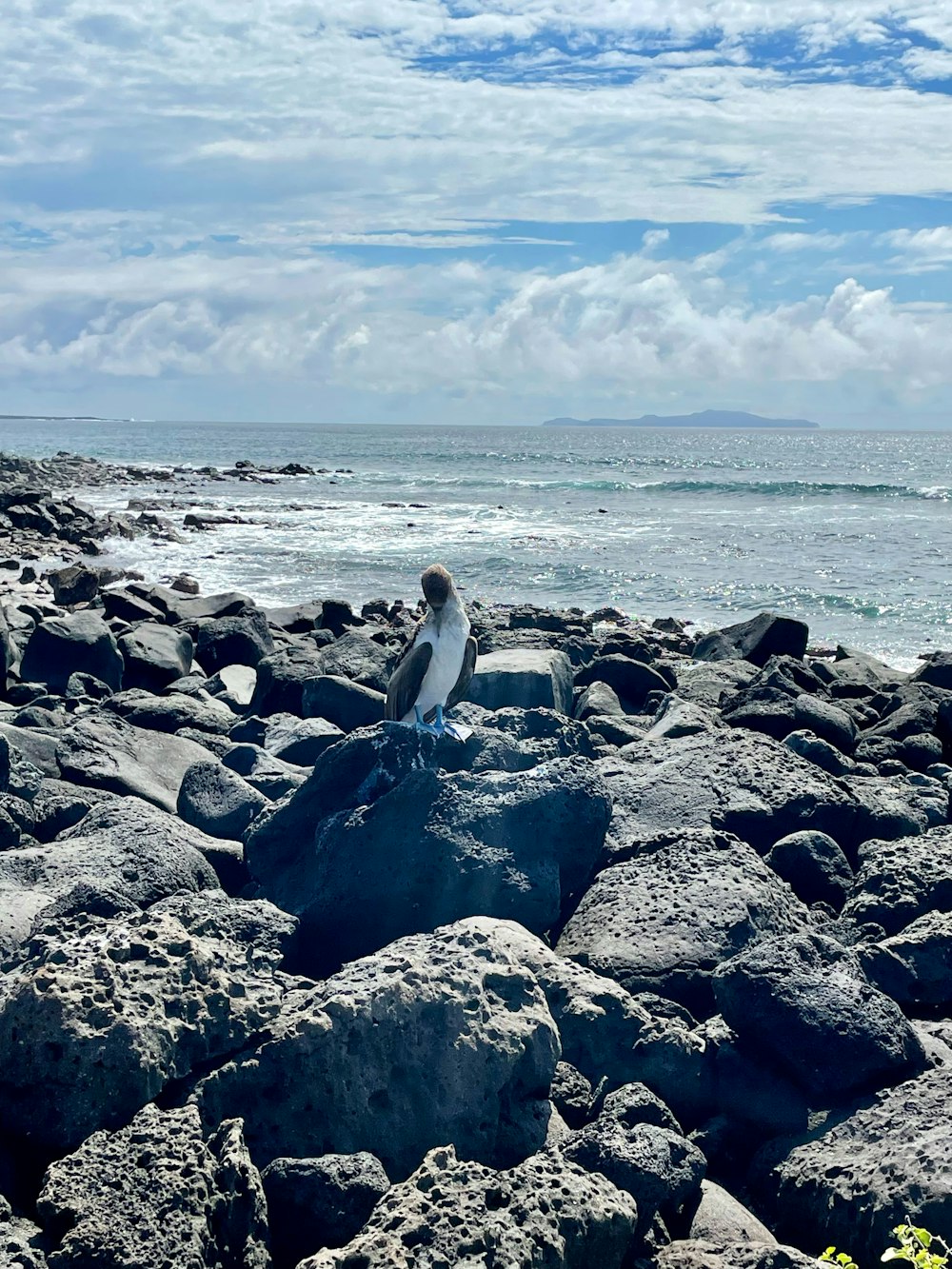 a bird is sitting on a rock by the ocean