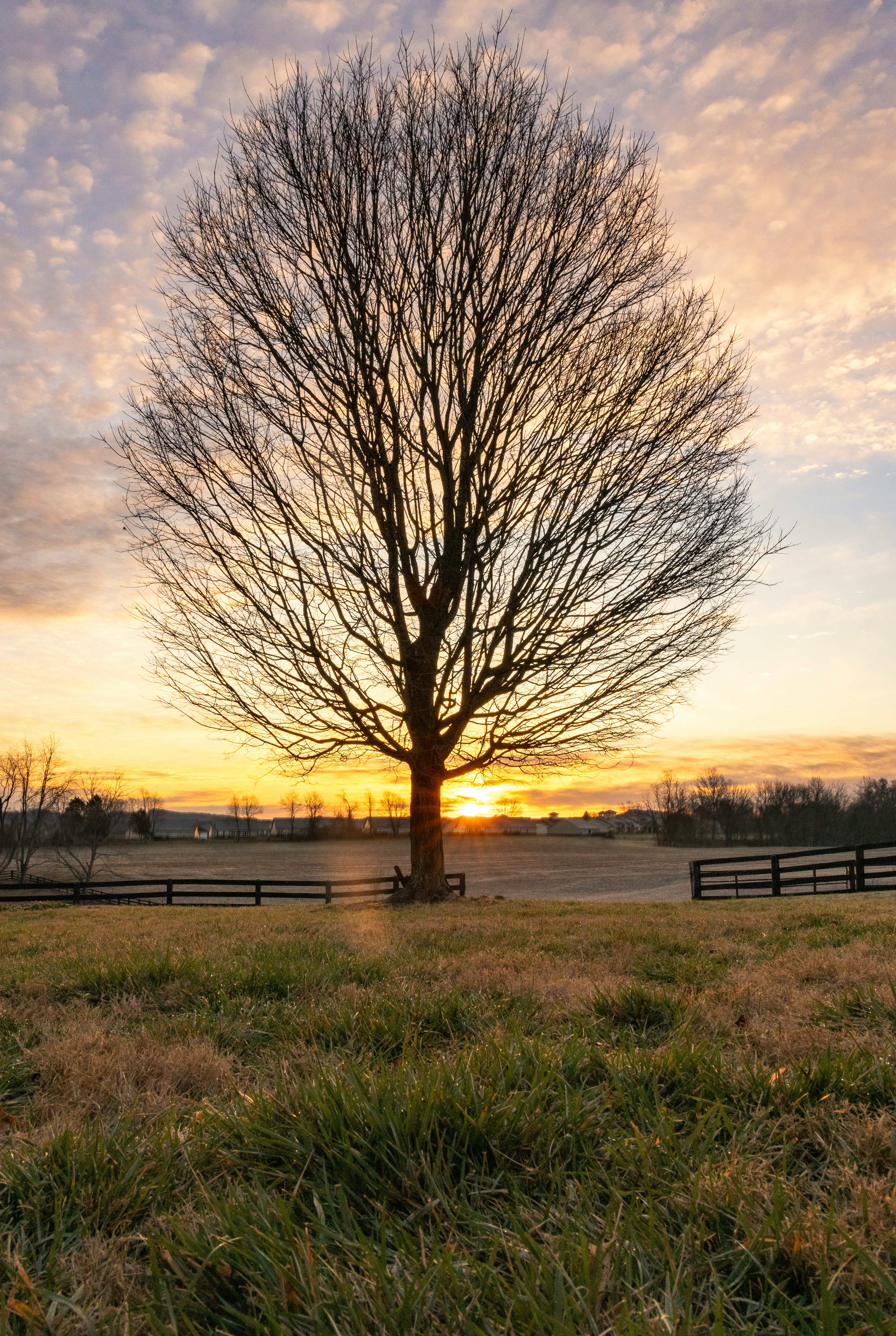 a tree in a field with a sunset in the background