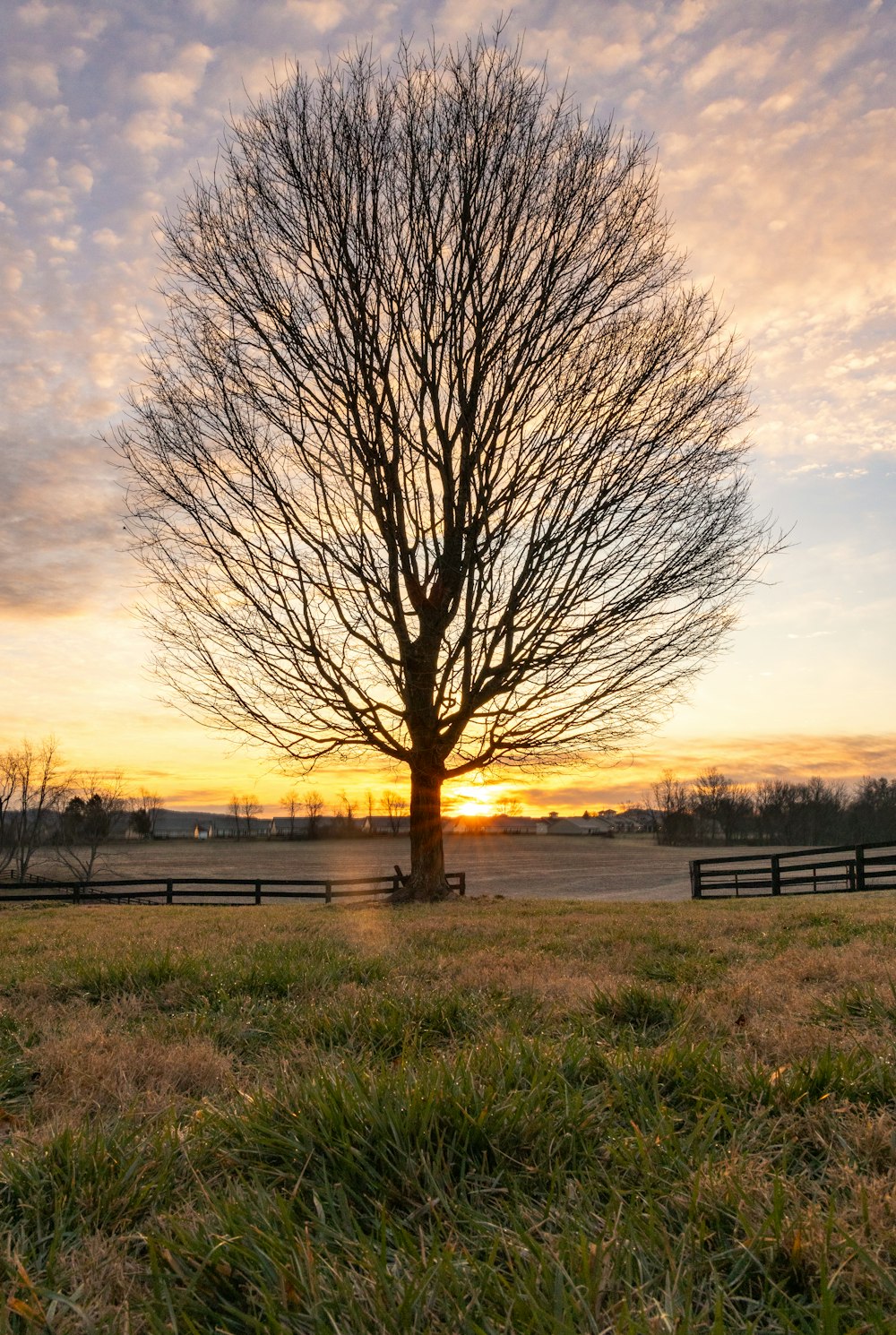 a tree in a field with a sunset in the background