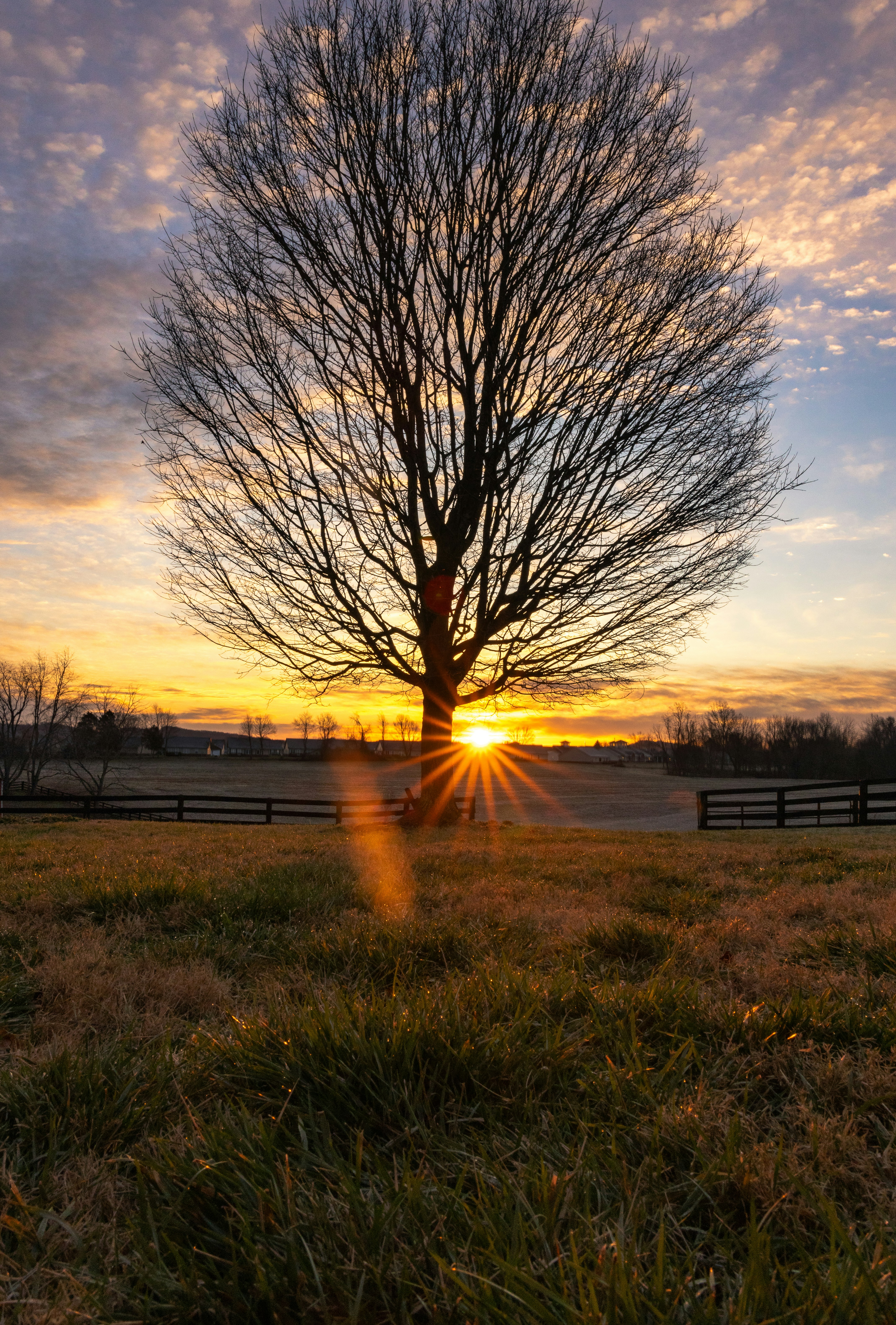 a tree in a field with the sun setting behind it