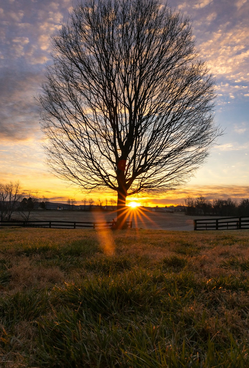 a tree in a field with the sun setting behind it