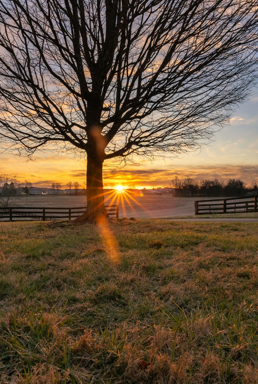 the sun is setting behind a tree in a field