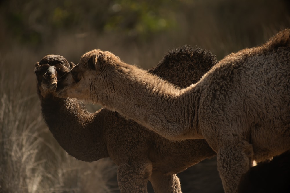 a couple of camel standing next to each other