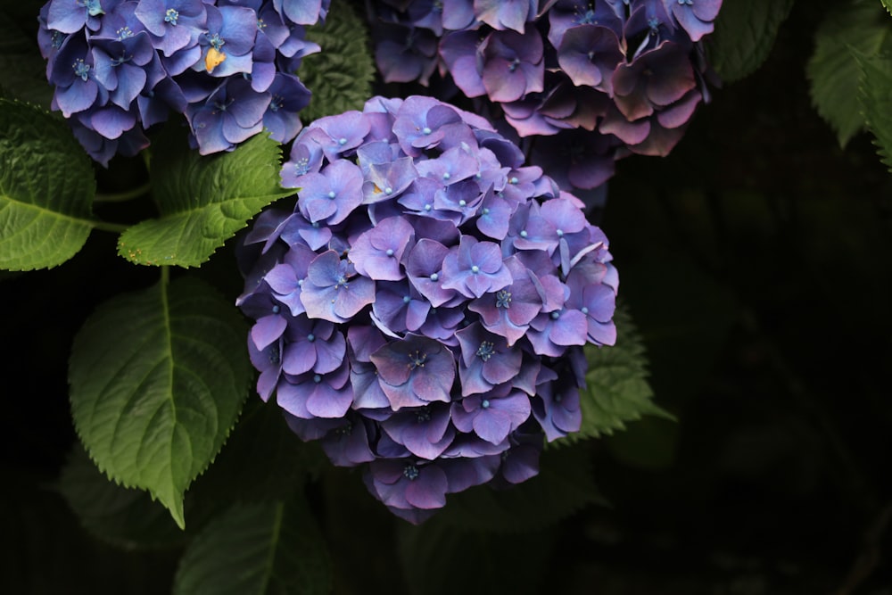 a group of blue flowers with green leaves