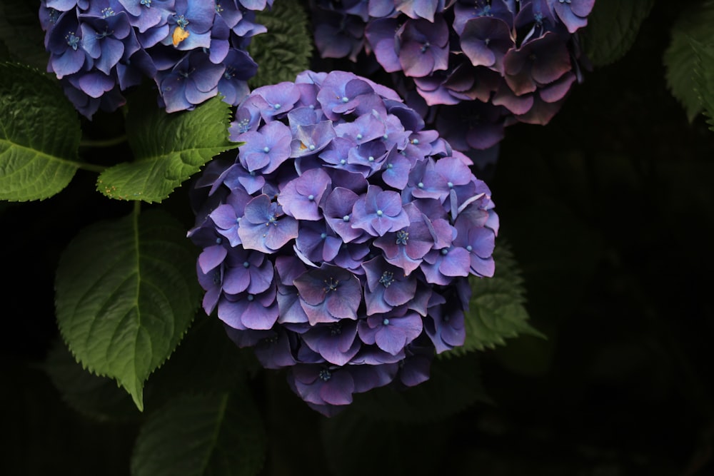 a group of purple flowers with green leaves