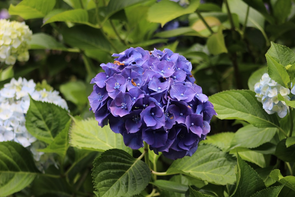 a close up of a blue flower surrounded by green leaves