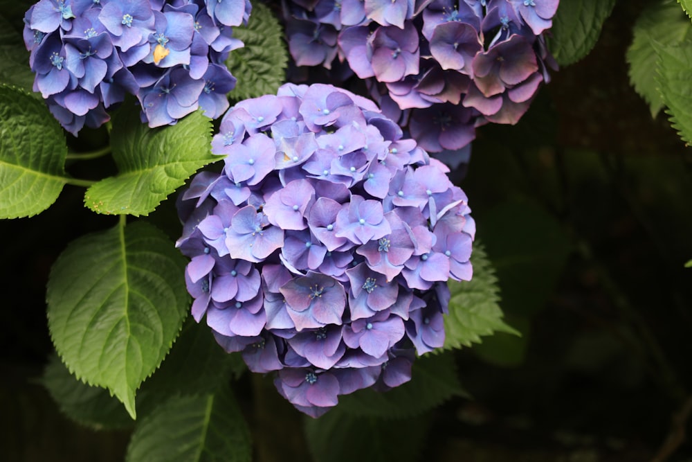 a group of blue flowers with green leaves