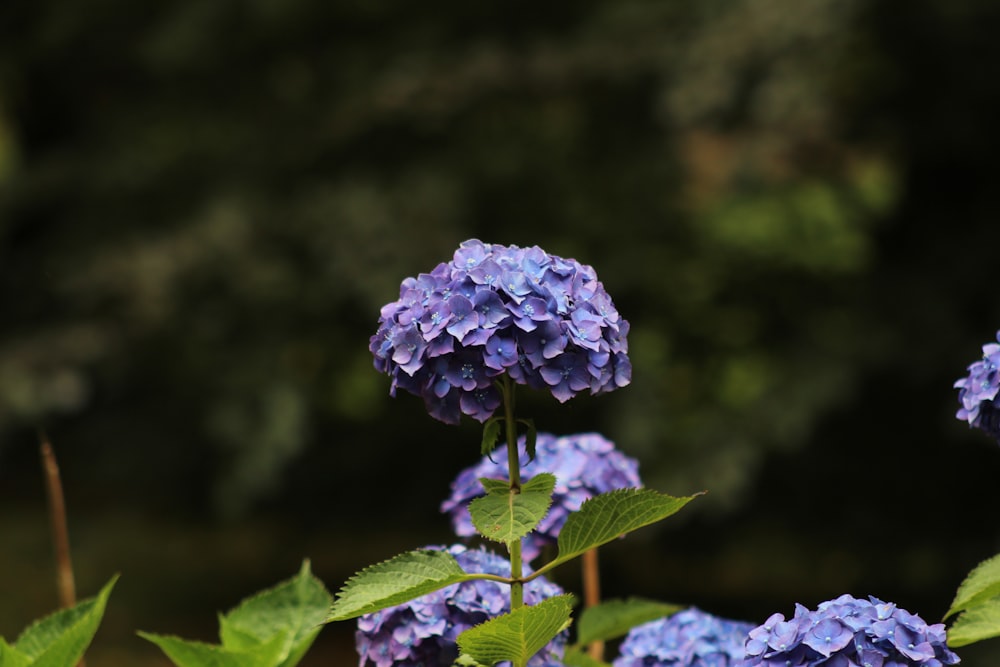 a bunch of blue flowers with green leaves