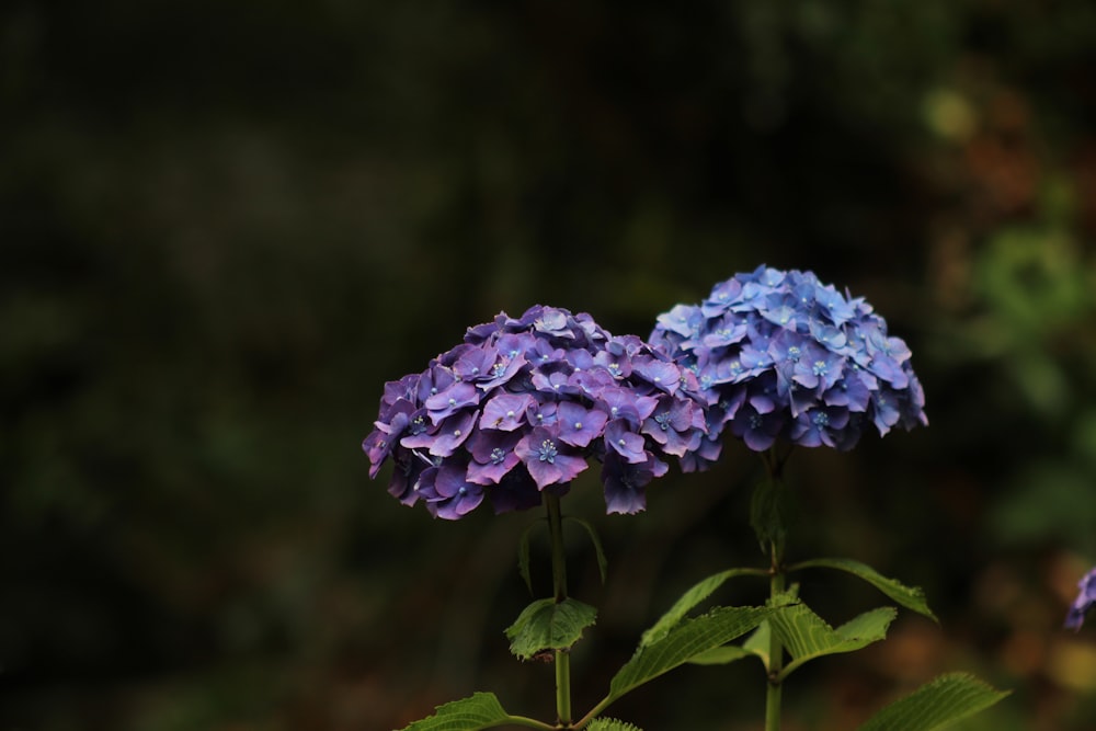 a couple of blue flowers sitting on top of a green plant